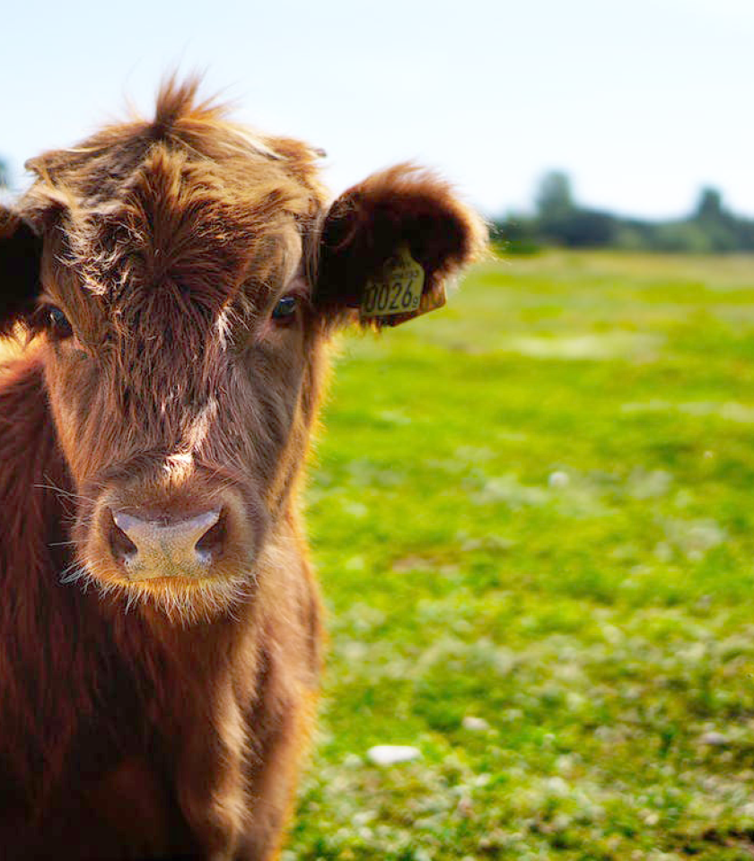 portada-proyecto-ecommerce-carnsargaire