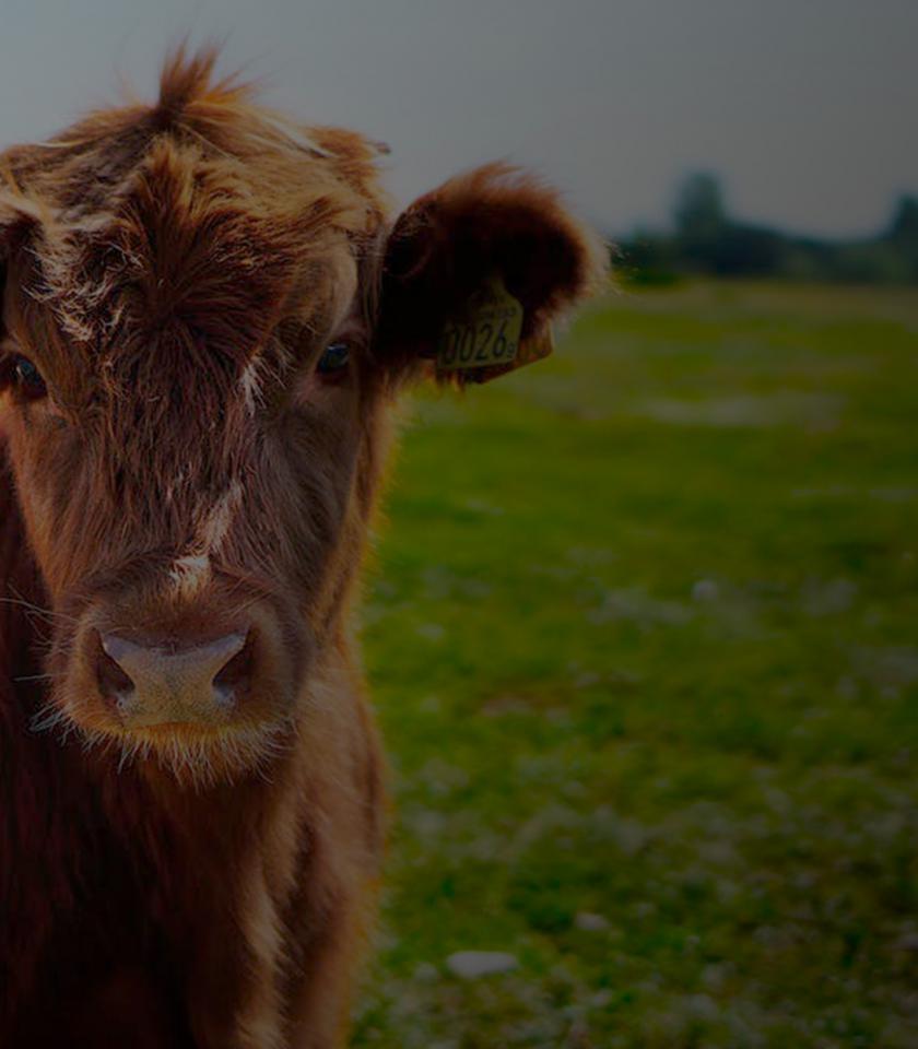 miniatura-proyecto-ecommerce-carnsargaire