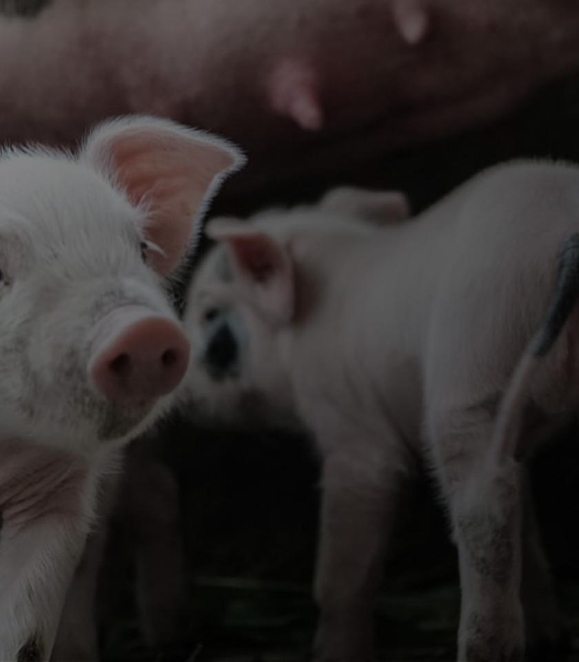 miniatura-proyecto-app-gsp