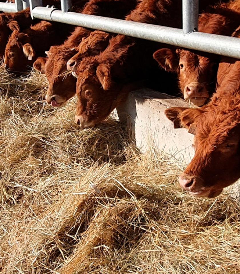 portada-proyecto-web-pinsos-ursa