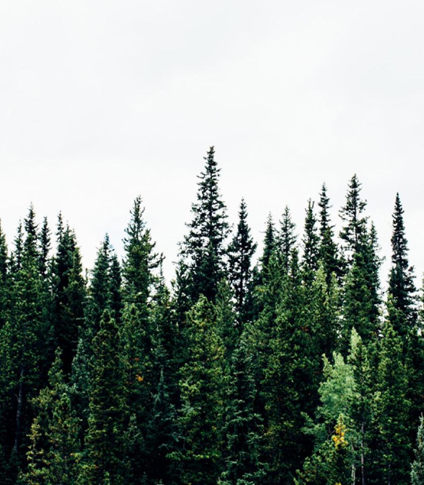 portada-proyecto-webs-pects