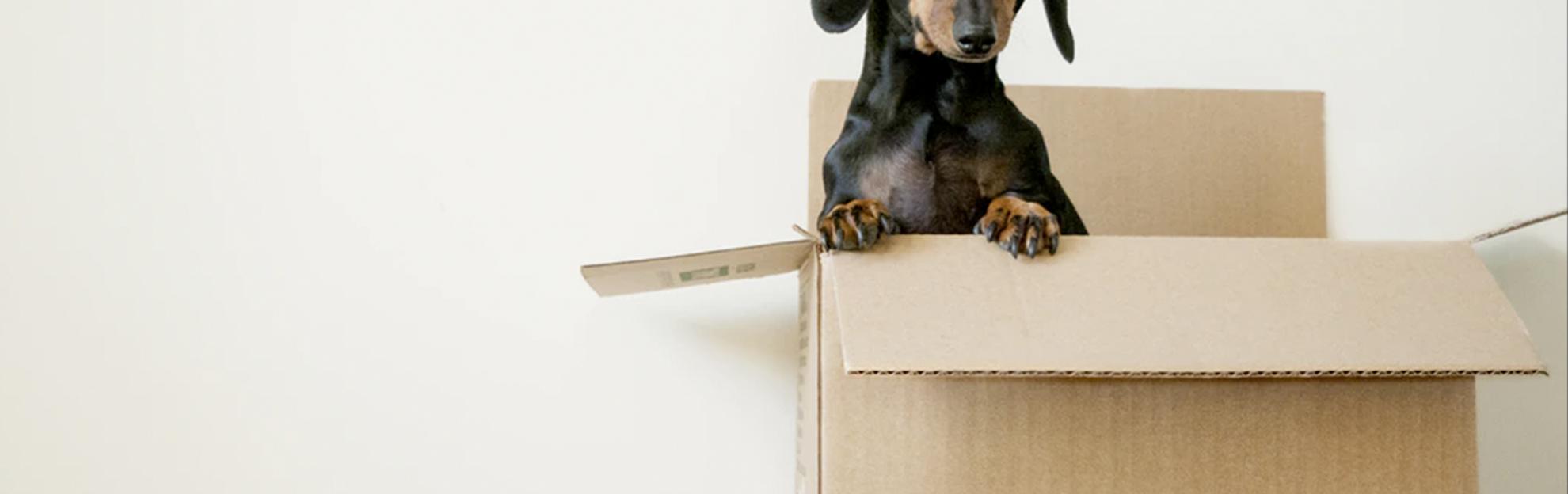 portada-diferencia-hosting-dominio