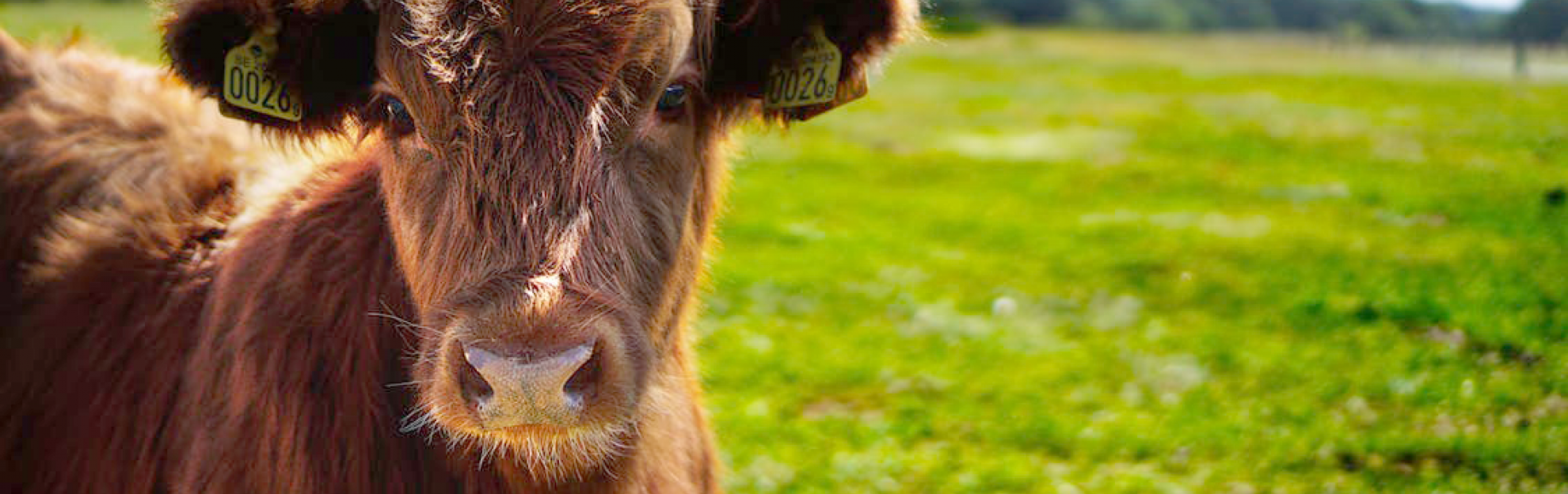 portada-proyecto-ecommerce-carnsargaire