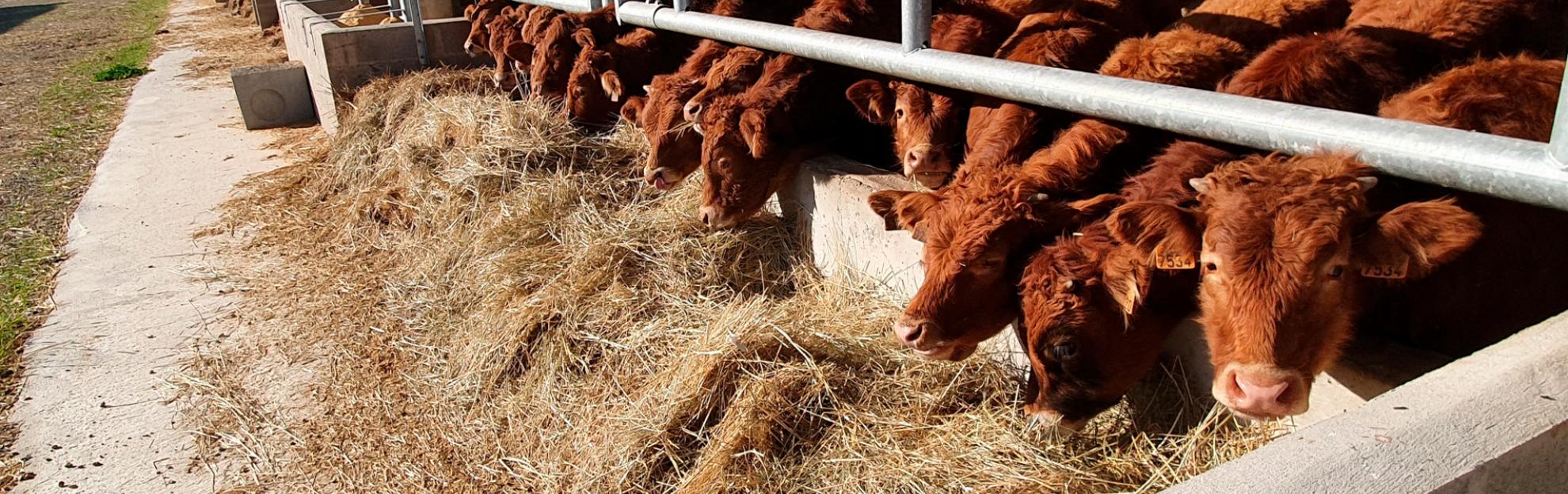 portada-proyecto-web-pinsos-ursa