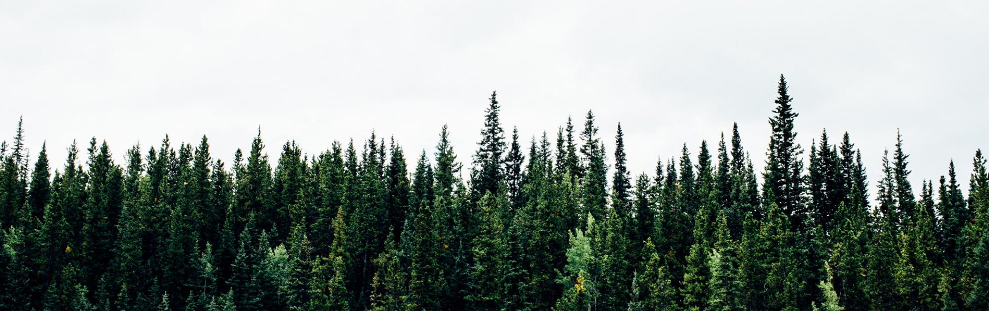 portada-proyecto-webs-pects