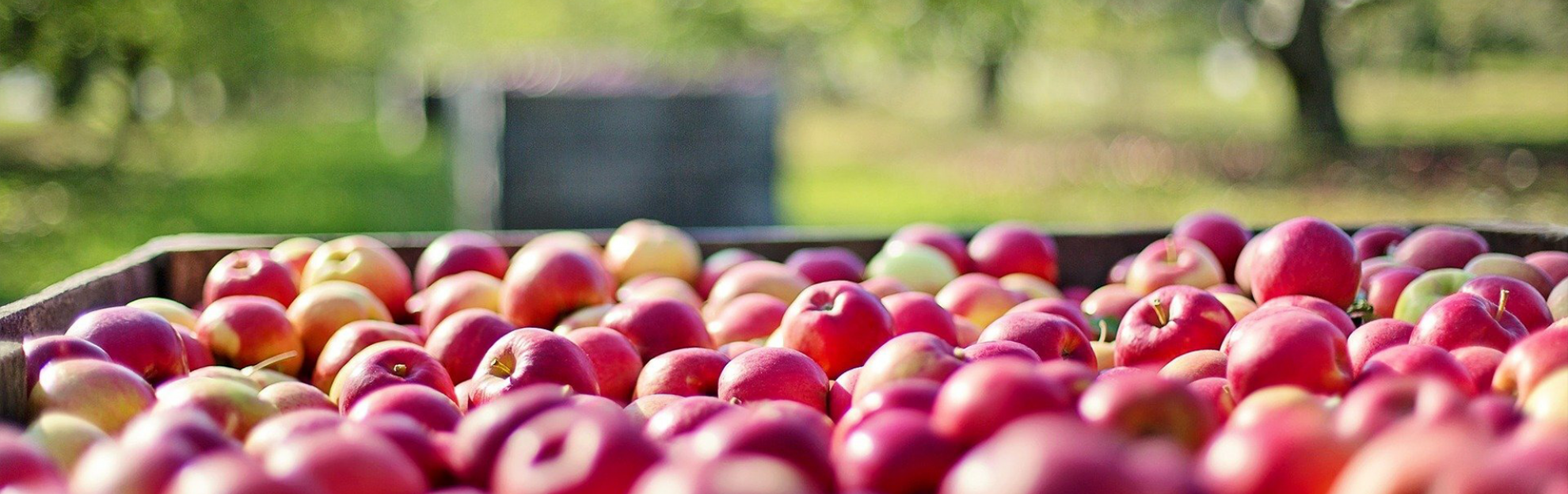 Img-fruitsdeponent-fruta-interior